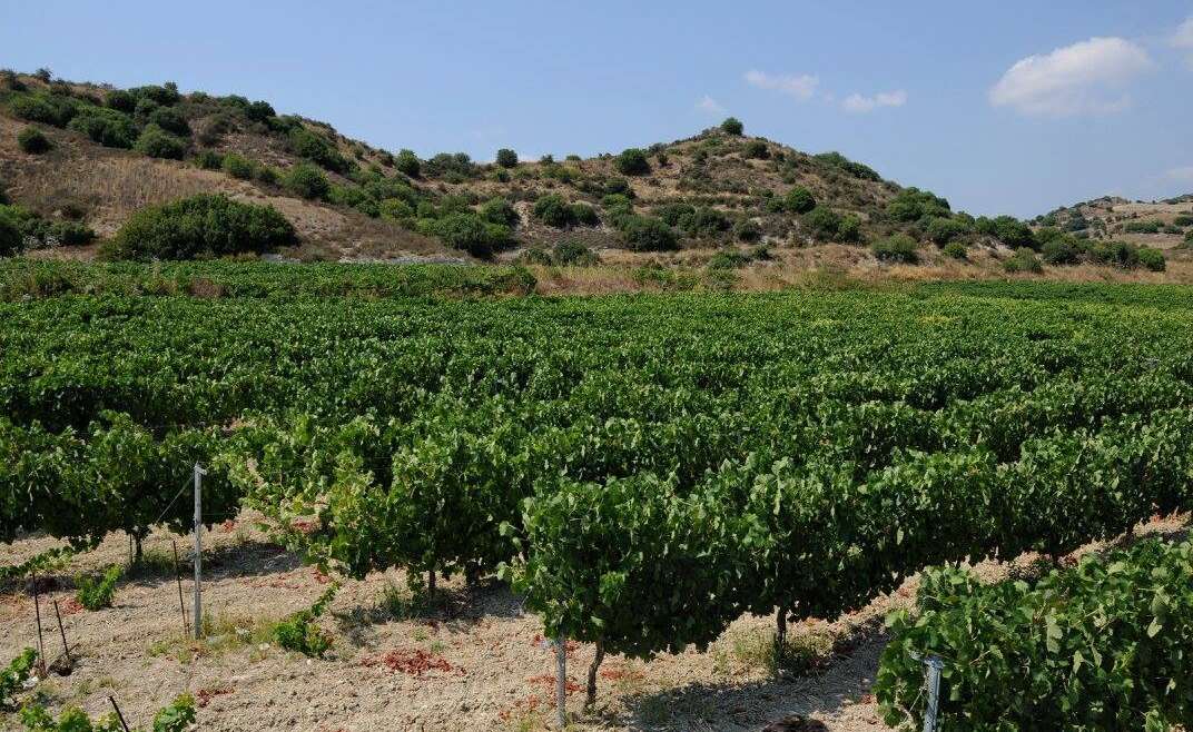 The Vine – Basic Knowledge