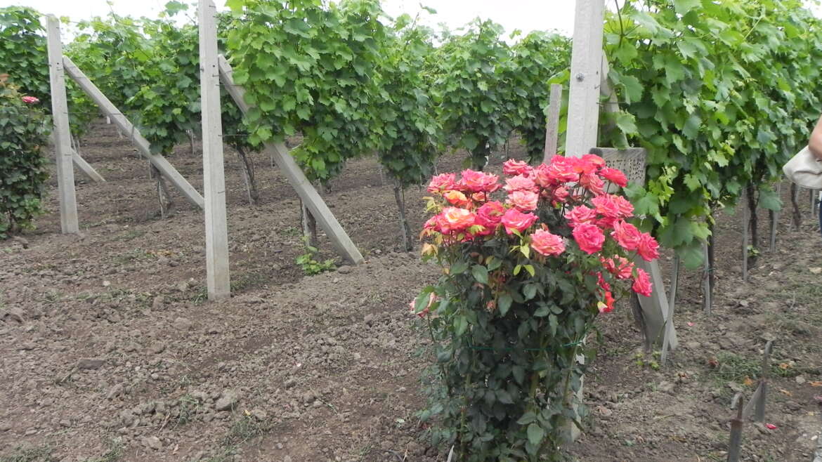 The Vine and the Rose