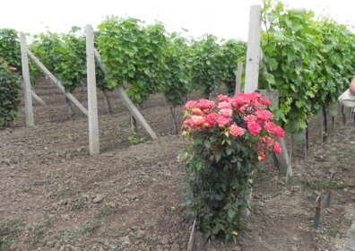 The Vine and the Rose